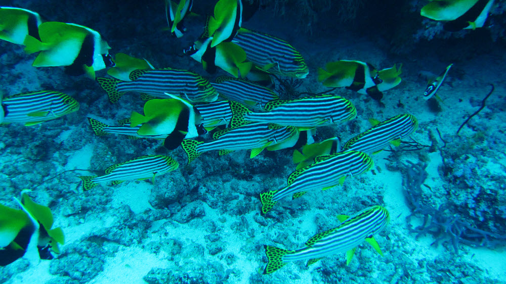 A mixed group of Masked Bannerfish (Heniochus monoceros) and Oriental Sweetlips (Plectorhinchus orientalis) at Himandoo Thila. (246k)