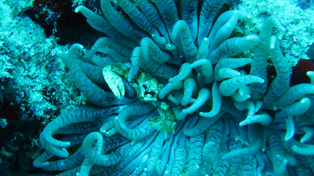 A tiny crab, possibly Anemone crab (Lissocarcinus laevis) hides amongst a Leathery anemone (Heteractis crispa).  (257k)