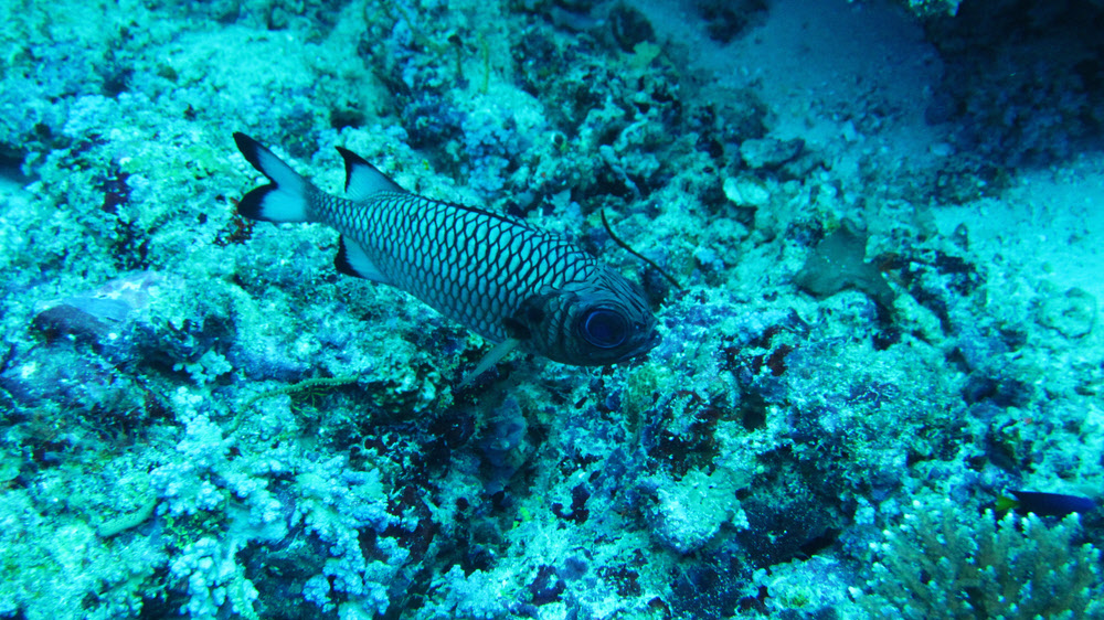 Bronze Soldierfish (Myripristis adusta) at Himandoo Thila.  (381k)