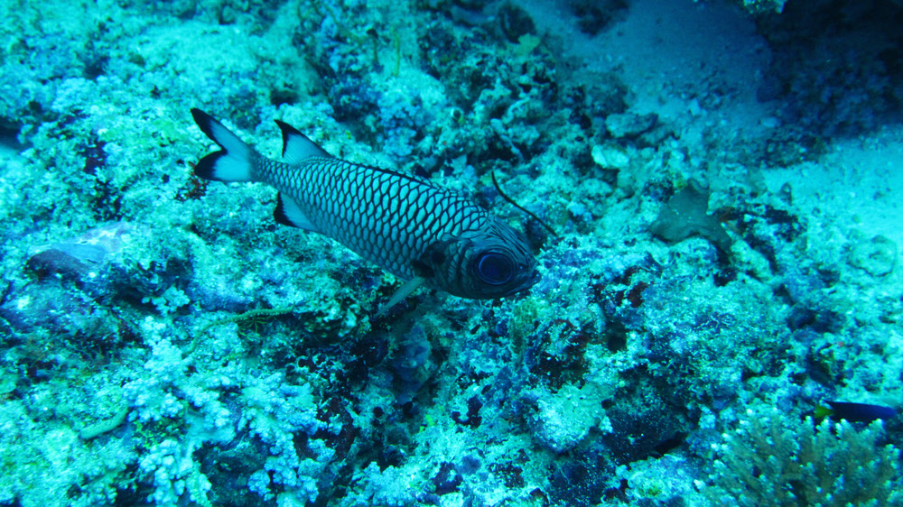 Bronze Soldierfish (Myripristis adusta) at Himandoo Thila. (381k)