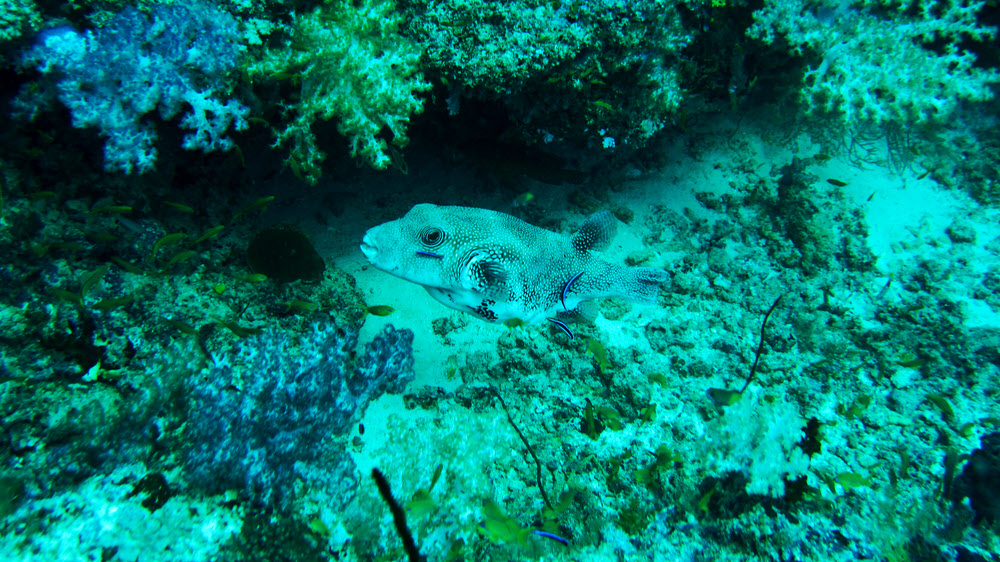 This is either a Blackspotted Puffer (Arothron nigropunctatus) or a Bluespotted Puffer (Arothron caeruleopunctatus) being attended by Bluestreak 
	 Cleaner Wrasse (Labroides dimidiatus) amongst gorgeous Naked Soft Corals (Chironephthya sp.) at Thudufushi Thila.  (359k)