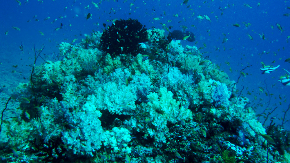 A coral head covered in beautiful soft corals and surrounded by hundreds of little reef fish at Thudufushi Thila. (279k)