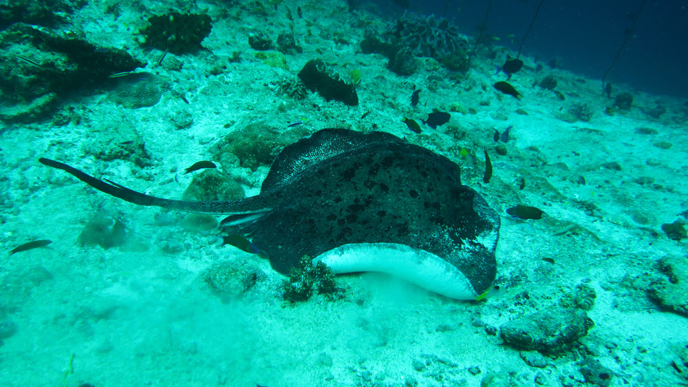 A Giant Reef Stingray (Taeniura melanospilos) at 15m at Thudufushi Thila. (281k)