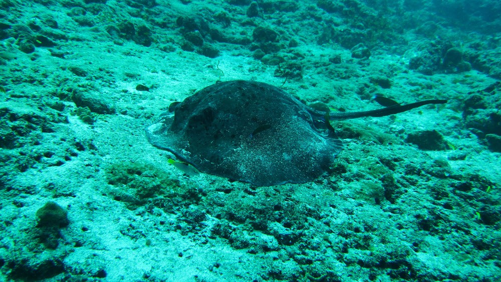 The Ray was stationary on the sea-floor hunting for food in the sand.  (418k)