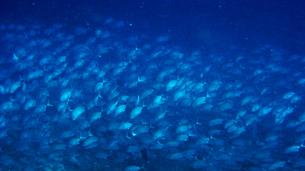 A dense shoal of Bigeye Jacks or Trevallies (Caranx sexfasciatus) at Thudufushi Thila.  (243k)