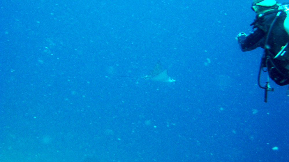 Dive Leader Andrea points out a Spotted Eagle Ray (Aetobatus narinari) gliding by in the distance at Thudufushi Thila. Note all the
    suspended plankton in the water. (227k)