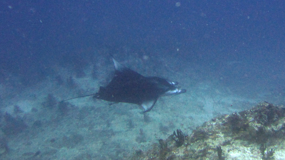 A distant Manta Ray glides past slowly at depth at Moofushi Kandu.  (158k)