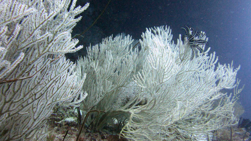 Corky Gorgonian (Subergorgia suberosa) stretches out to filter out food from the passing current at Moofushi Kandu.  (208k)