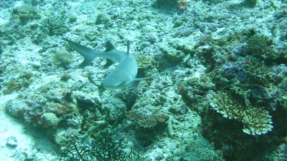 A baby Whitetip Reef Shark (Triaenodon obesus) swims over to check me out at Kuda Miaru Thila.  (298k)