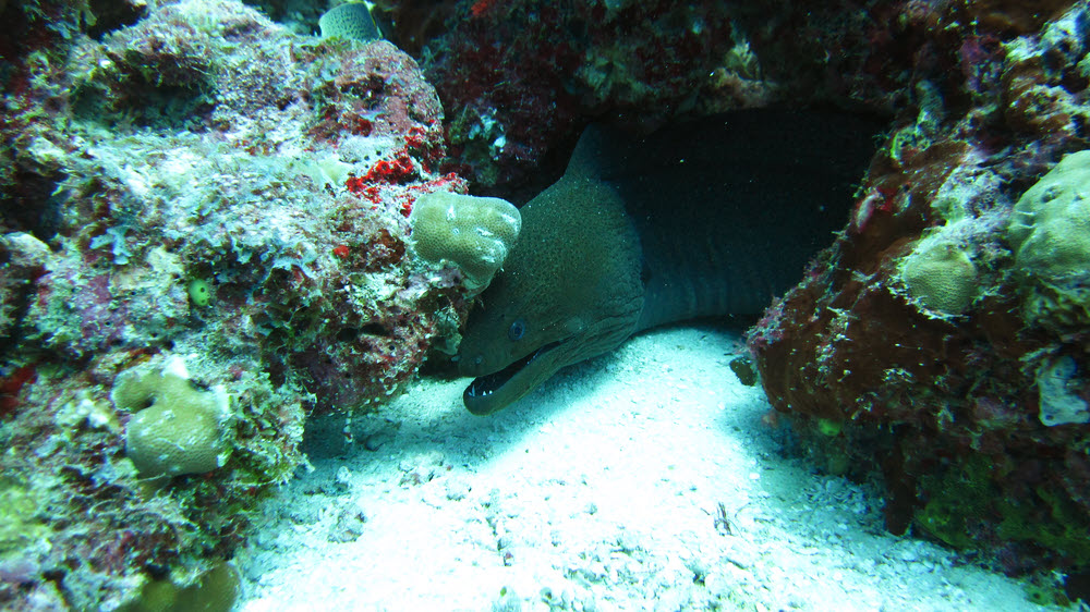 Giant Moray (Gymnothorax javanicus) at Kuda Miaru Thila.  (253k)