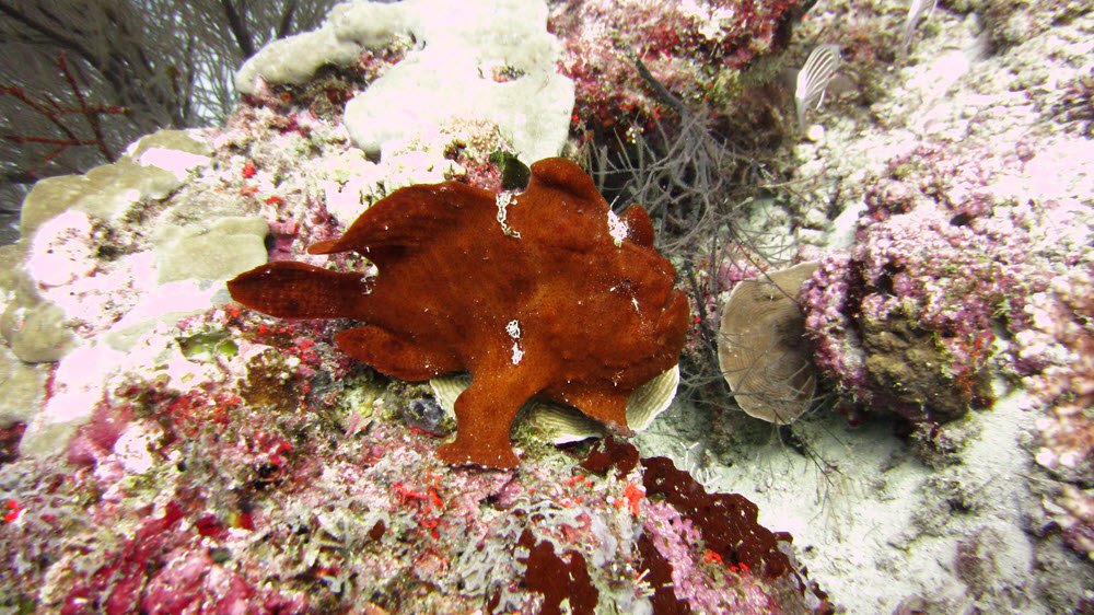 A moderately rare Giant Frogfish (Antennarius commersonii) at 25m at Kuda Miaru Thila.  They vary considerably in colour.  (276k)