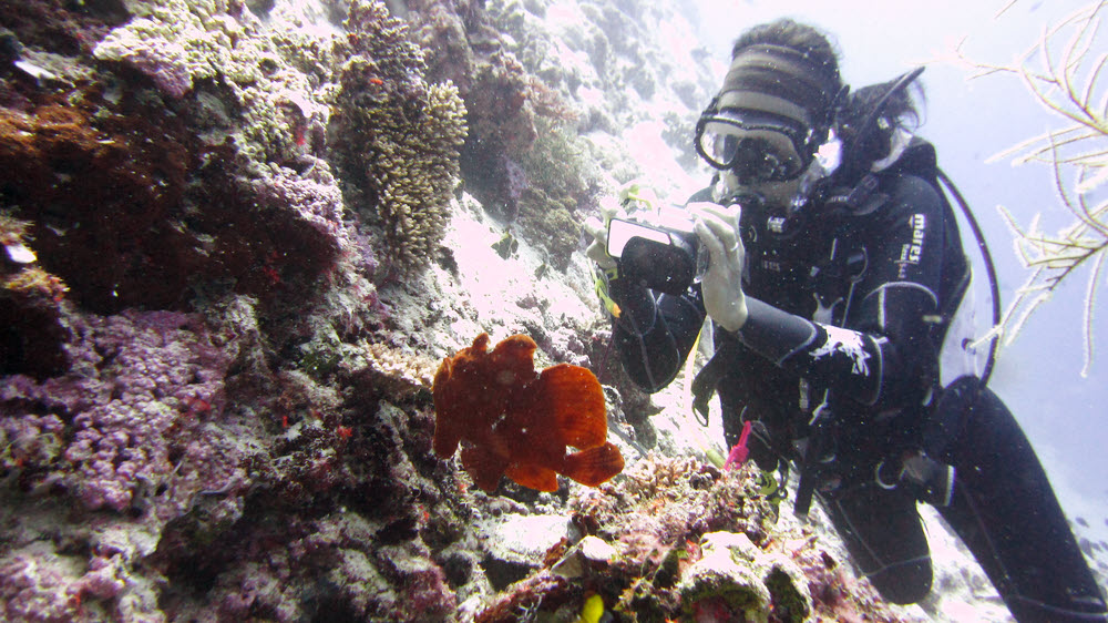Dive leader Mara snaps the Frogfish as it swims over to another bit of coral. (223k)