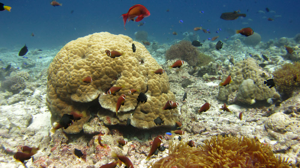 The reeftop at Kuda Miaru Thila is covered in reef fish.  (221k)