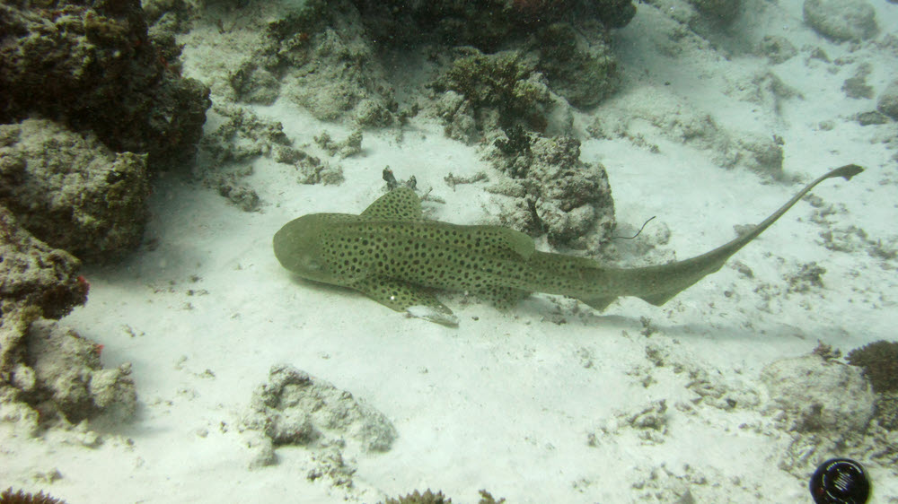 A Leopard Shark (Stegastoma fasciatum), sometimes known as a Zebra Shark, at Moofushi Kandu.  Note the elongated upper tail fin and absence
			of lower tail fin.  (132k)