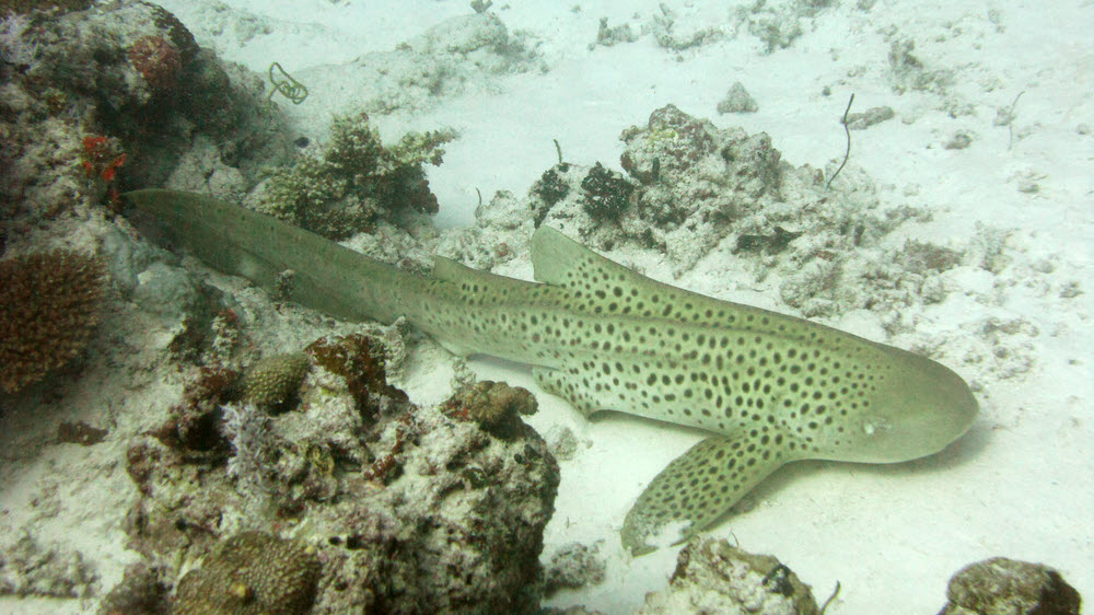 The Leopard Shark just wants to continue sleeping on its nice soft sandy bed at 20m...  (171k)