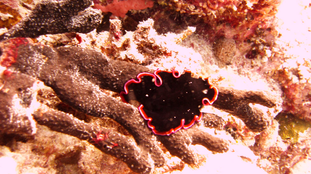 Glorious Flatworm (Pseudobiceros gloriosus) at Moofushi Kandu.  (233k)