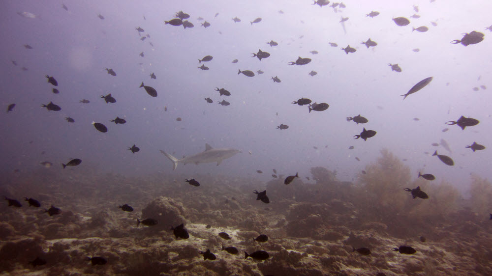 A Grey Reef Shark (Carcharhinus amblyrhynchos) swims past at 22m at Kuda Miaru Thila.  (75k)