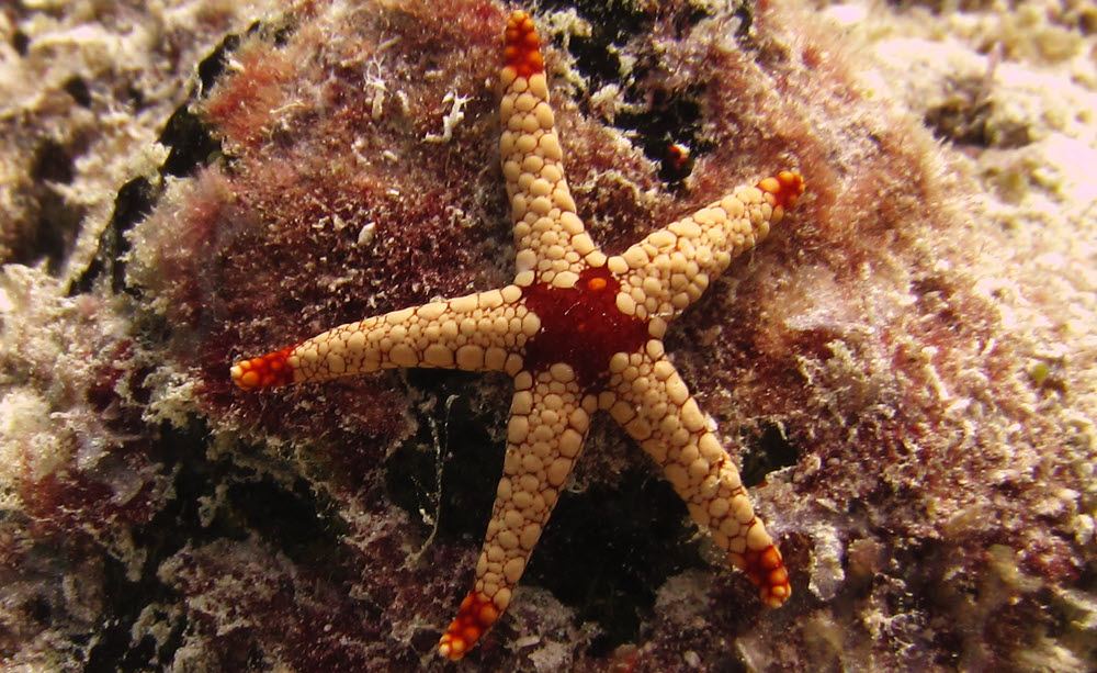 Noduled Sea Star (Fromia nodosa) at Kuda Miaru Thila.  (208k)