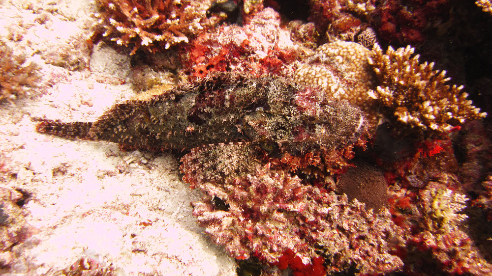 This Tassled Scorpionfish (Scorpaenopsis oxycephala) has used its camouflage well at its front end, but not at the back... (314k)