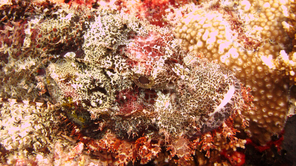 Close up of its head, showing the tassles which break up its outline. (320k)