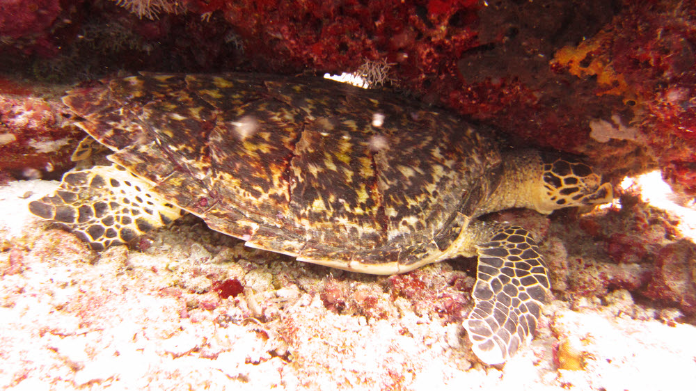 This Hawksbill Turtle (Eretmochelys embricata) was resting under an overhang on the reeftop at Kuda Miaru Thila. (249k)