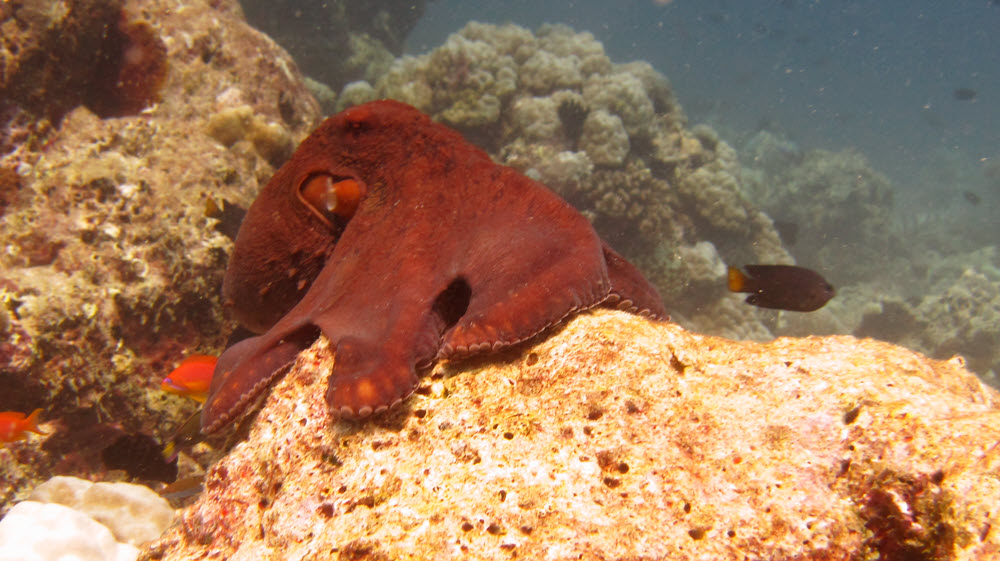 On the reeftop at Kuda Miaru Thila we came across two octopus (Octopus cyanea) which were clearly bent on hanky-panky. This is one... (179k)