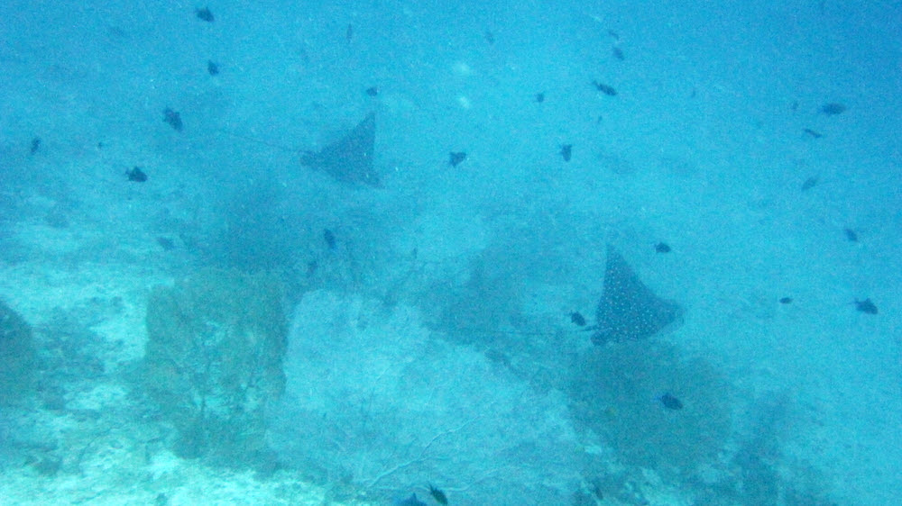 A couple of Spotted Eagle Rays (Aetobatus narinari) at about 35m, 10m below me, at Atabu Thila.  (121k)