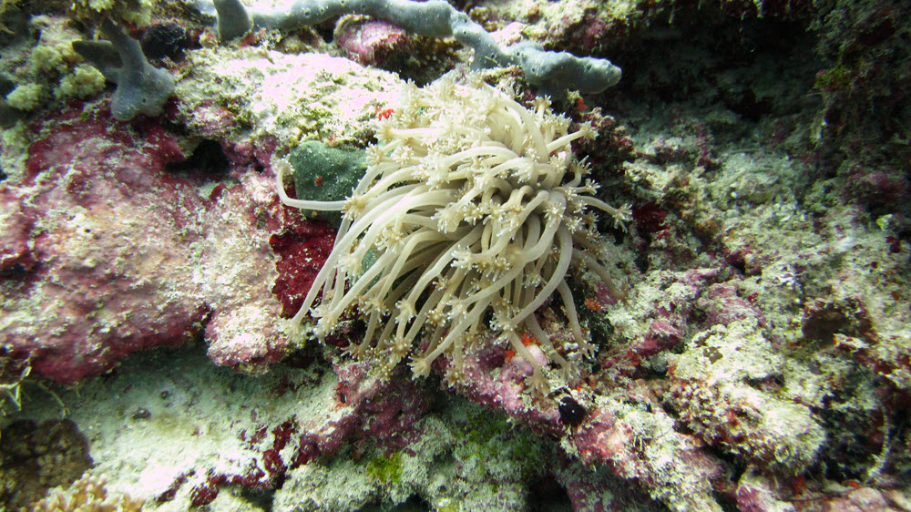 Long polyp leather coral (Sarcophyton sp) at Atabu Thila.  (282k)