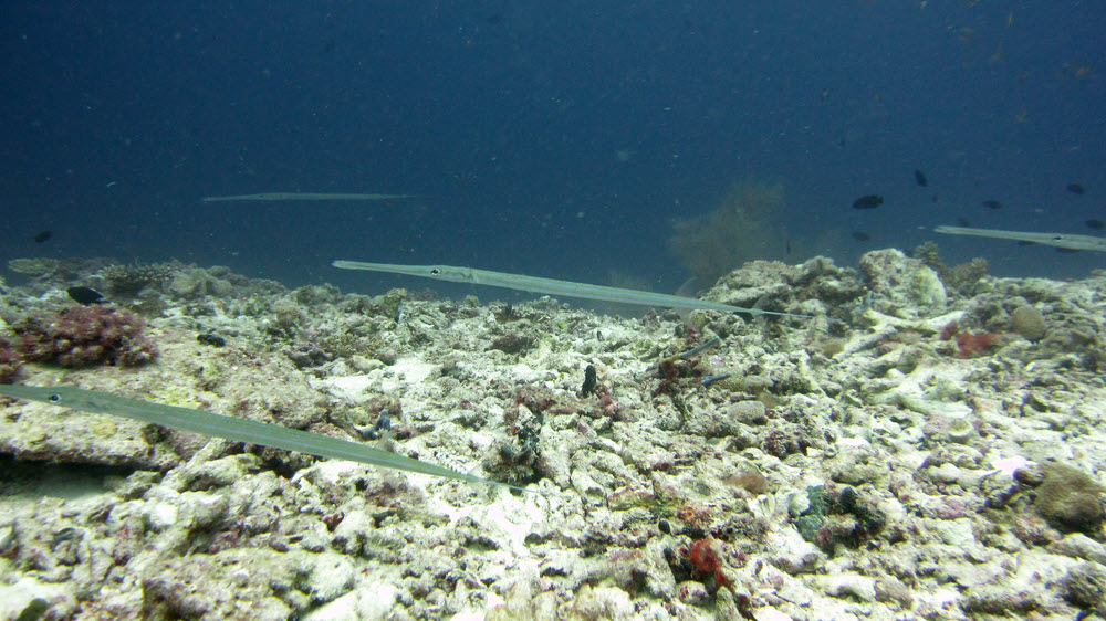 Cornetfish (Fistularia commersonii) are common on reef tops.  (203k)