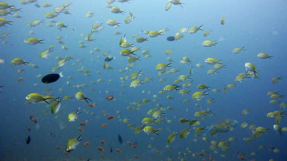 A large group of an Angelfish species - possibly female Blackspot angelfish (Genicanthus melanospilos) or Zebra angelfish (G. caudovittatus) at Atabu Thila.  (105k)