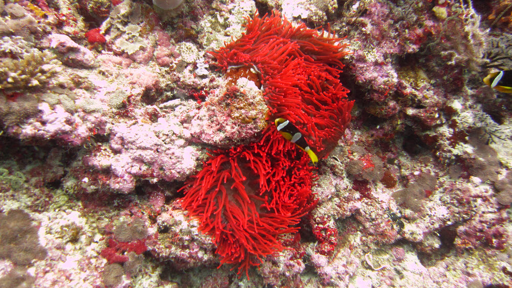 Clark's anemonefish (Amphiprion clarkii) in an unusually bright-red Magnificent sea anemone (Heteractis magnifica). (331k)