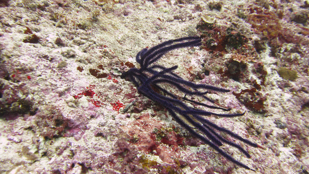 I think this is a Black coral (Antipathes sp.) of some sort.  (339k)