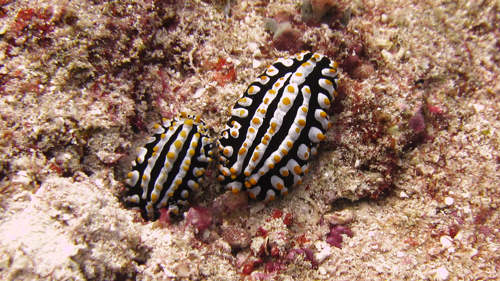 A pair of The common nudibranch Varicose Phyllidia (Phyllidia varicosa) at Shark Thila (284k)