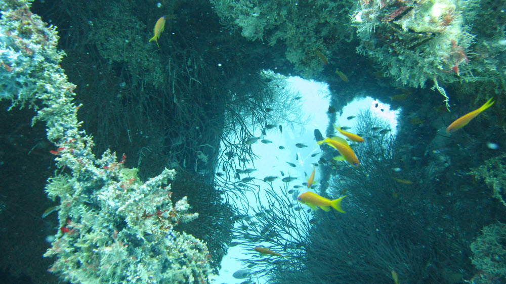 Looking through the wreck's wheelhouse. (225k)