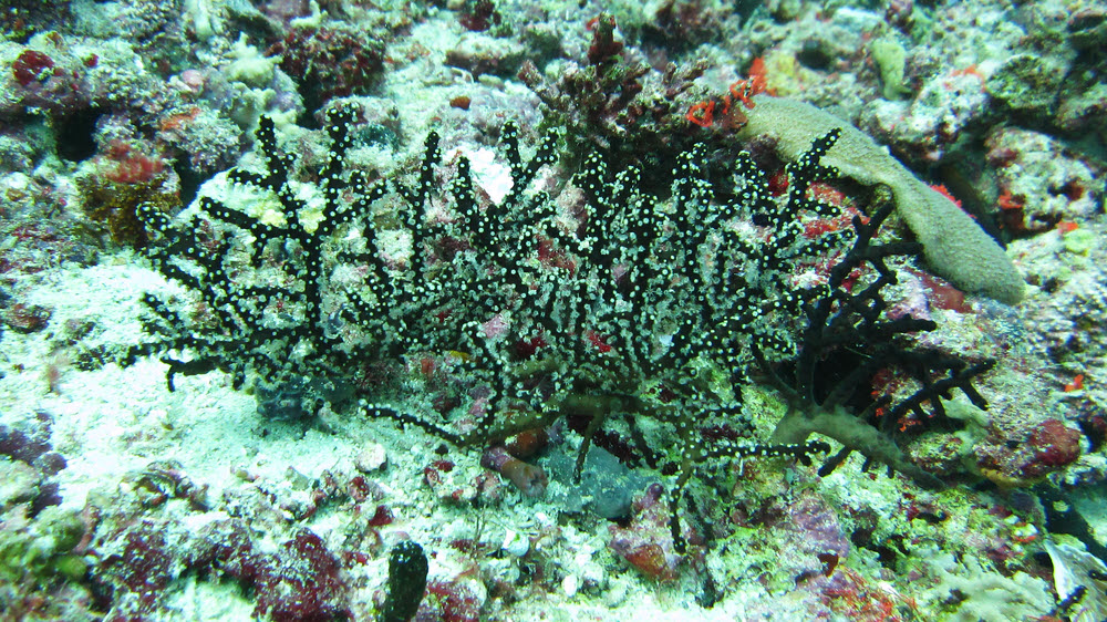 Brittle soft coral (Siphonogorgia sp.) on the thila near Fesdu wreck.  (359k)