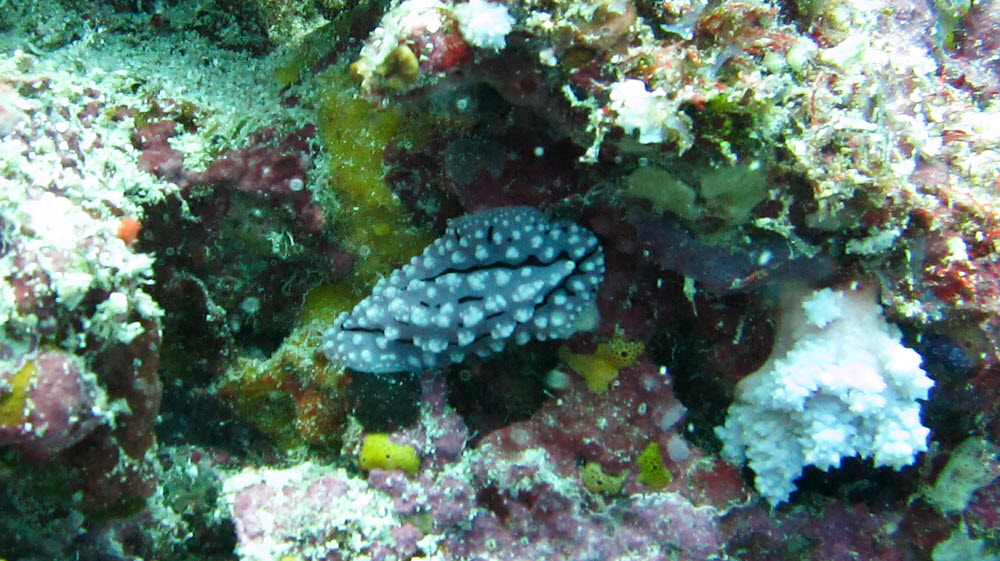 Another nudibranch - Rudman's Phyllidiella (Phyllidiella rudmani) on the thila near Fesdu wreck.  (209k)