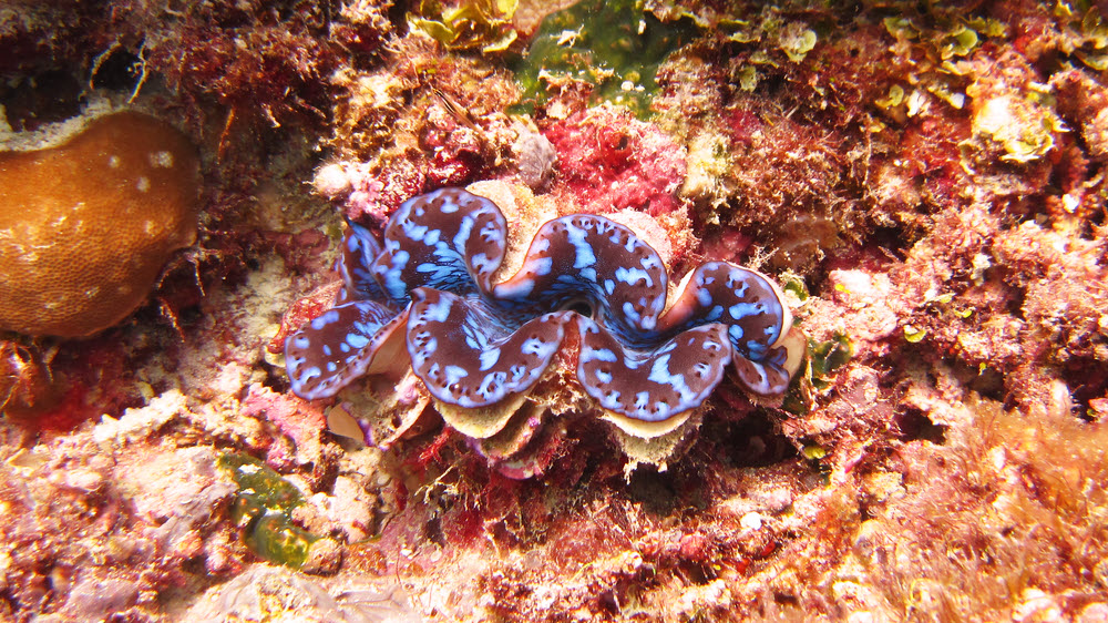 Large giant clam (Tridacna maxima) on the reef near Fesdu wreck.  (362k)