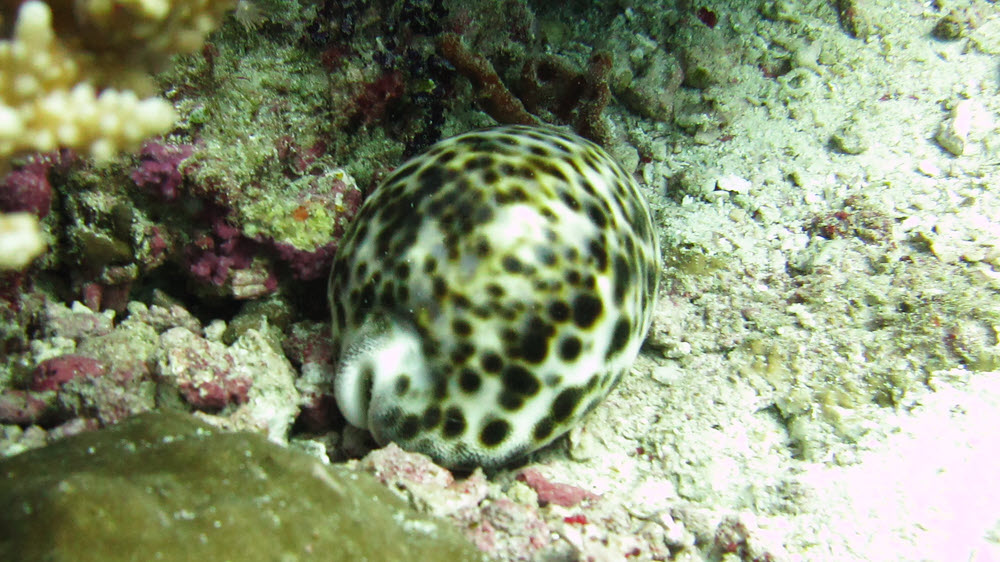 A sleeping Tiger cowry (Cypraea tigris) at Kuda Thila.  (185k)