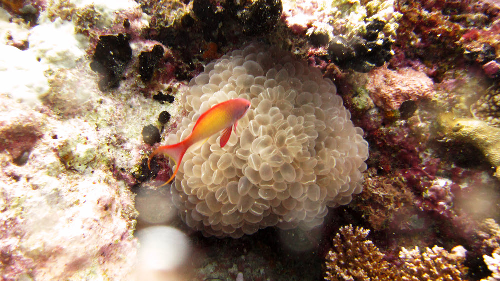 Flame anthias (Pseudanthius ignitus) next to a pretty Sinuose coral (Plerogyra sinuosa). (217k)
