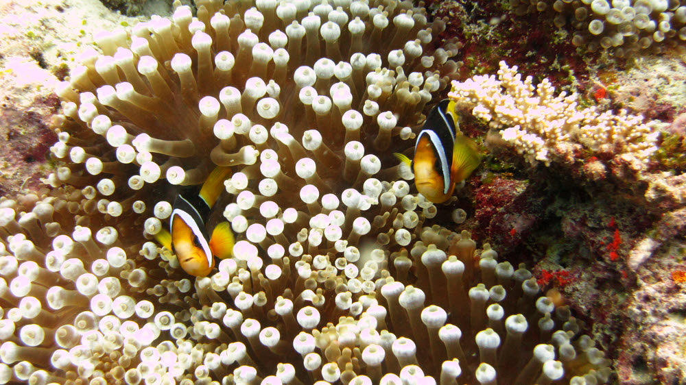 A pair of Clark's anemonefish (Amphiprion clarkii) prepare to repel boarders at Kuda Thila.  (254k)