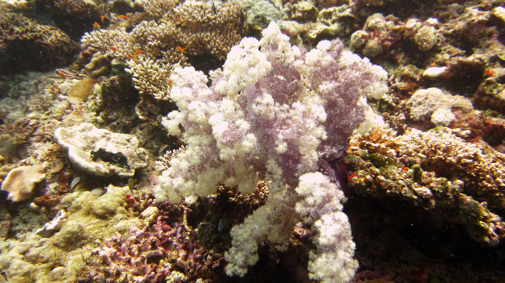 Spiky soft coral (Dendronephthya sp.) at Kuda Thila.  (282k)