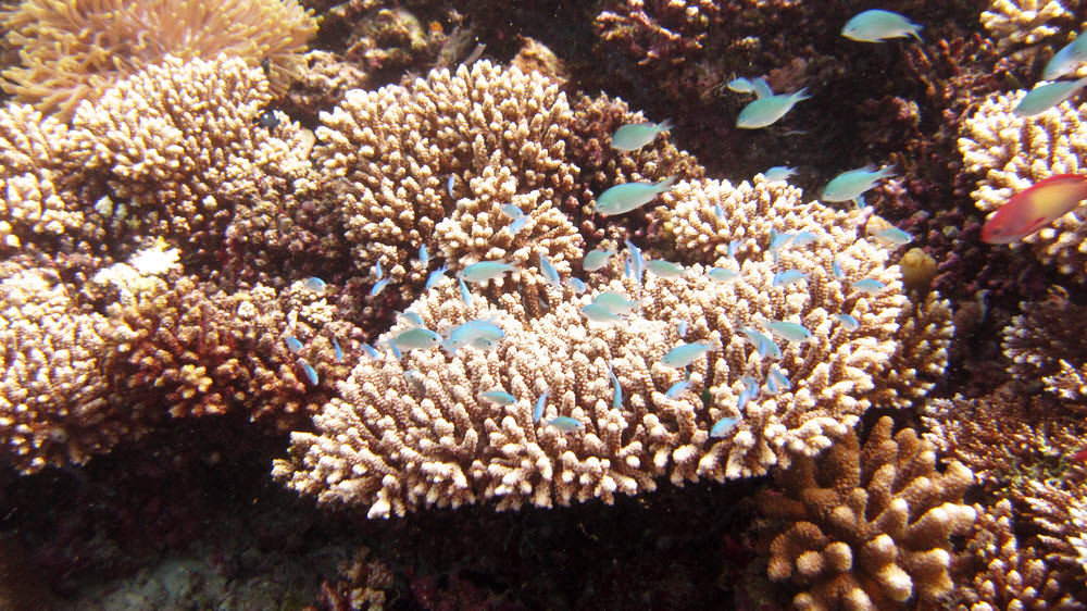 Blue-green chromis (Chromis viridis) on Neat coral (Acropora latistella). (329k)