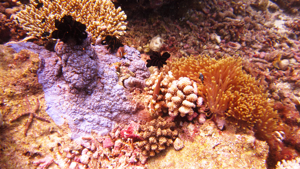 The reeftop at Kuda Thila was covered in colourful hard and soft corals, anemones, feather stars and and sea stars like the Multi-pore sea star (Linckia
			multifora) at the left.  (381k)
