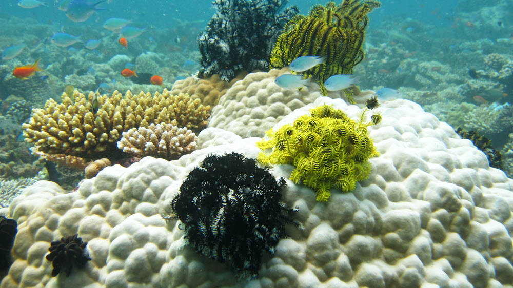 Noble feather stars (Comanthina nobilis), with a possible Bennett's feather star (Oxycomanthus bennetti) towards the back. (214k)