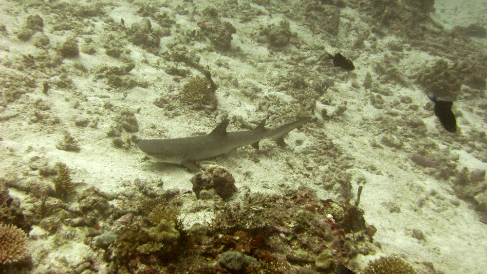 Another Whitetip Reef Shark at Kuda Miaru Thila attempting to get some shuteye at 28m. (223k)
