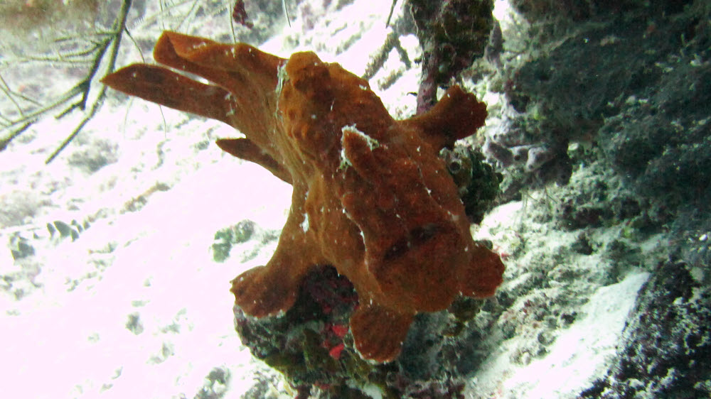 A few days later we returned to Kuda Miaru Thila and found the Frogfish again just a few meters away.  (141k)