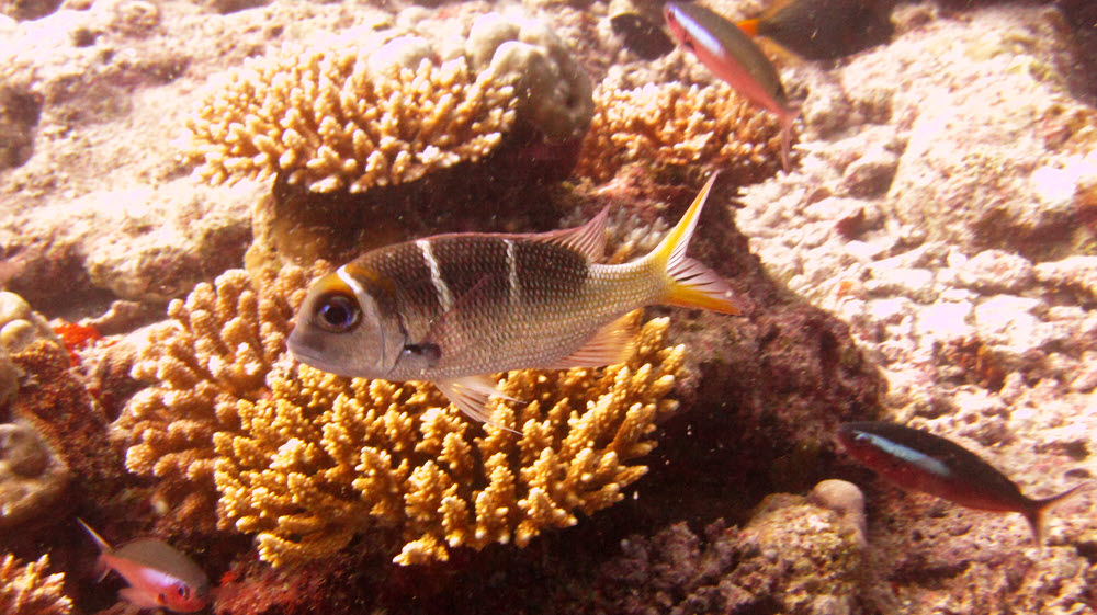 Bigeye emperor or Large-eyed sea bream (monotaxis grandoculis) at Kuda Miaru Thila.  (218k)