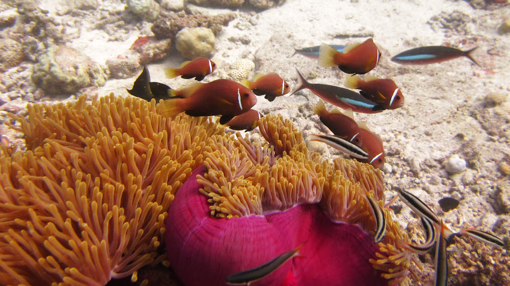 Black-footed clown fish or Maldives anemonefish (Amphiprion nigripes) and Cleaner wrasse (Labroides dimidiatus) above their favoured Magnificent sea 
				anemone (Heteractis magnifica) at Kuda Miaru Thila.  (218k)
