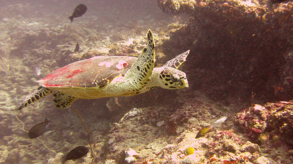 Hawksbill Turtle (Eretmochelys imbricata) at Himandoo Tilla.