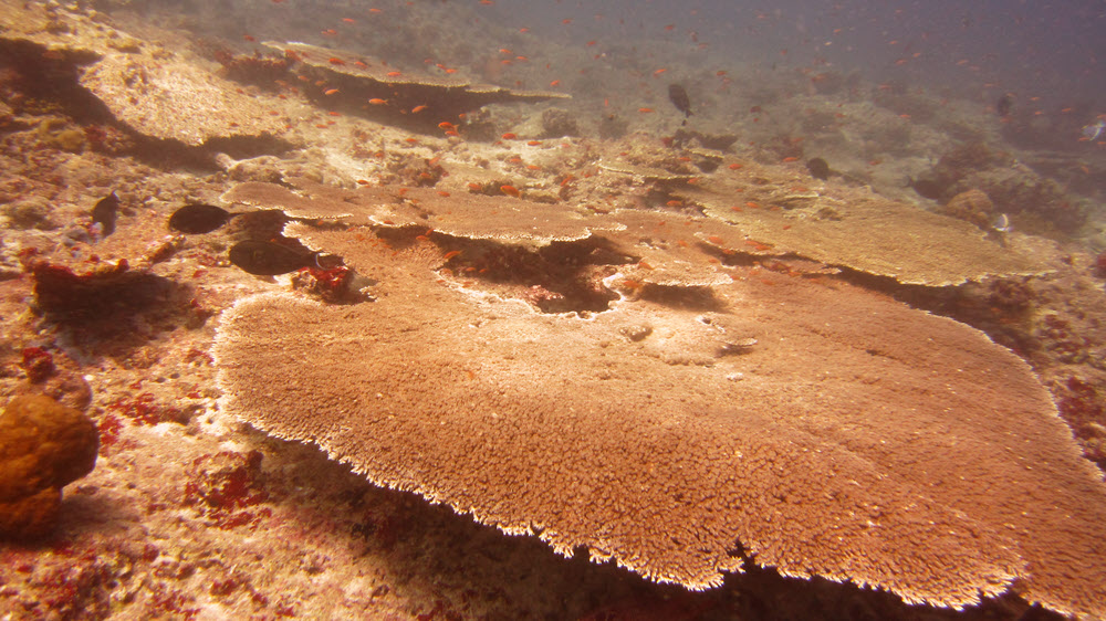 An enormous, healthy-looking Lattice coral a couple of metres across (Acropora clathrata) at Panettone.